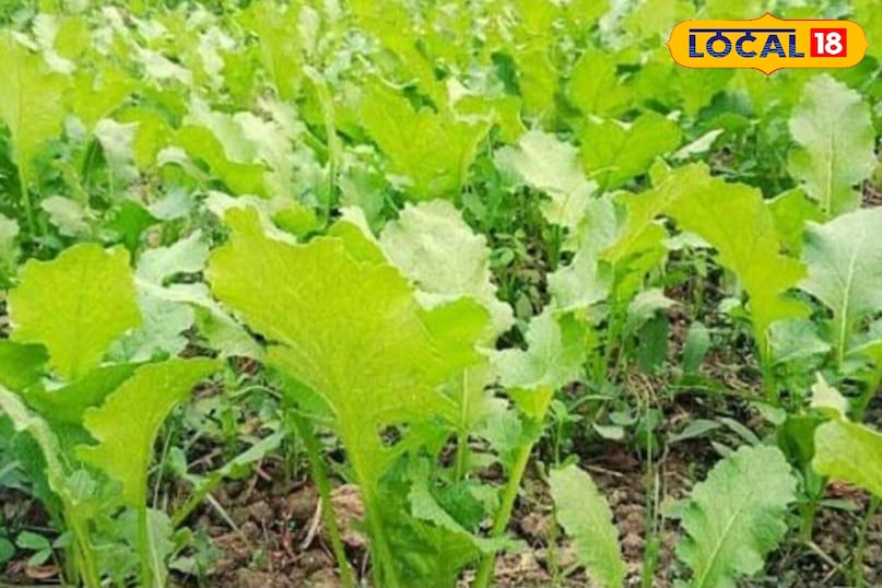 सरसों का साग