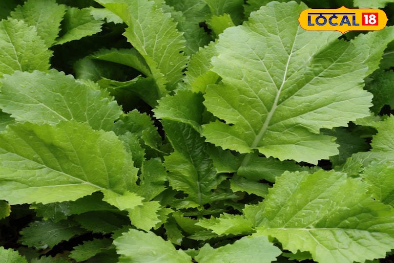 सरसों का साग