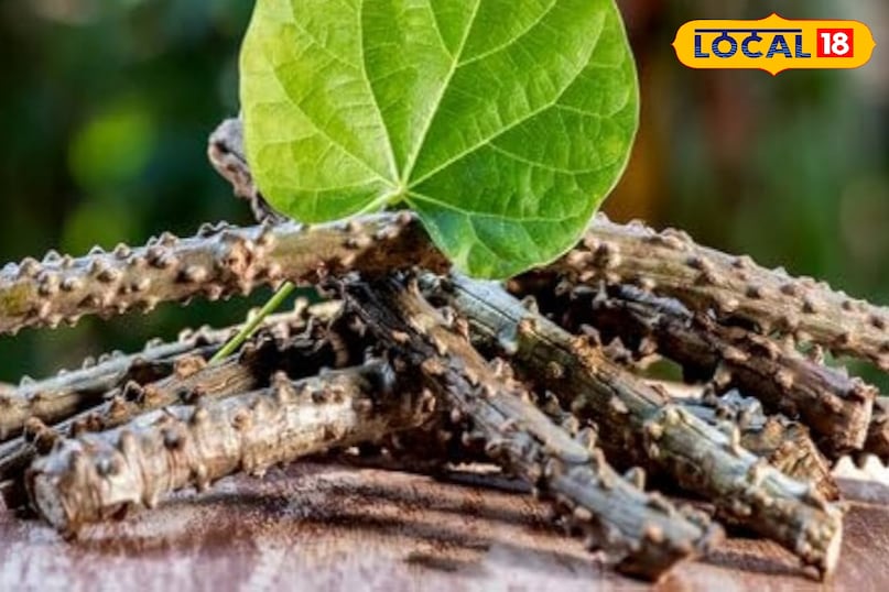 How to make Giloy decoction in an easy and indigenous way 