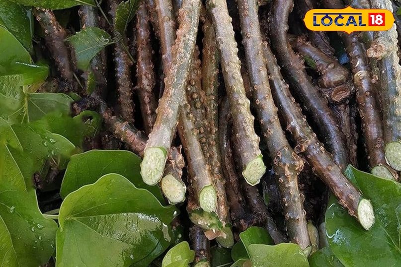 Why is Giloy still considered a cure for every disease? 