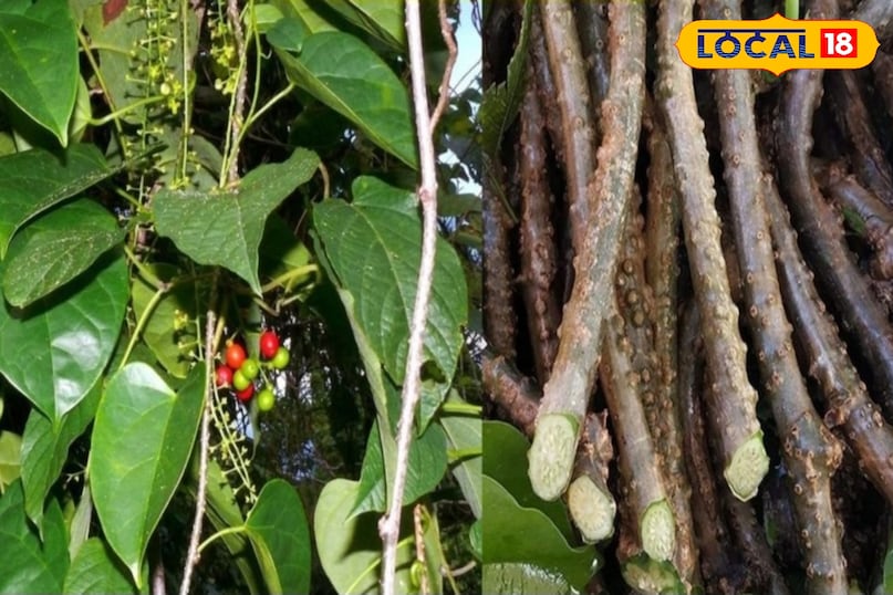 The problem of increasing infections in winter and traditional treatment