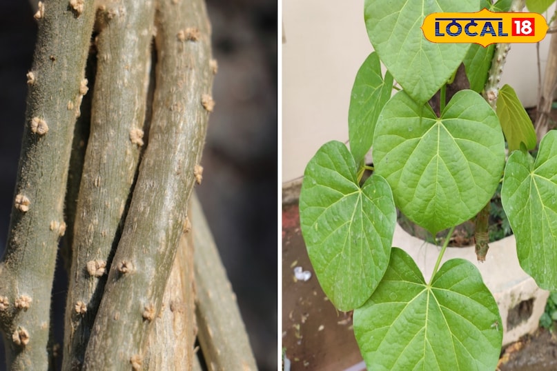 The medicinal properties of Giloy provide immediate benefits due to its hot nature. 
