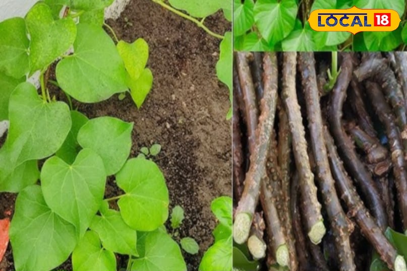 Giloy: A medicinal vine found in every home in the mountains