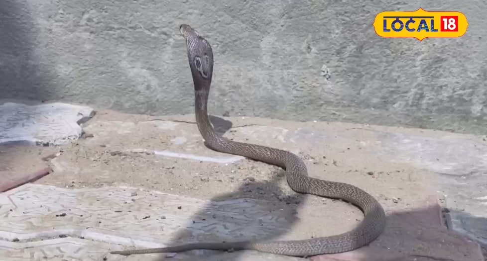 वन विभाग के कार्यालय में निकला ऐसा जीव,देखते ही कर्मियों के बीच मचा हड़कंप