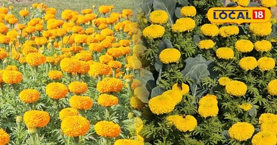 Khandwa Farmers Bloom with Flower Power: High Profits, Low Costs!