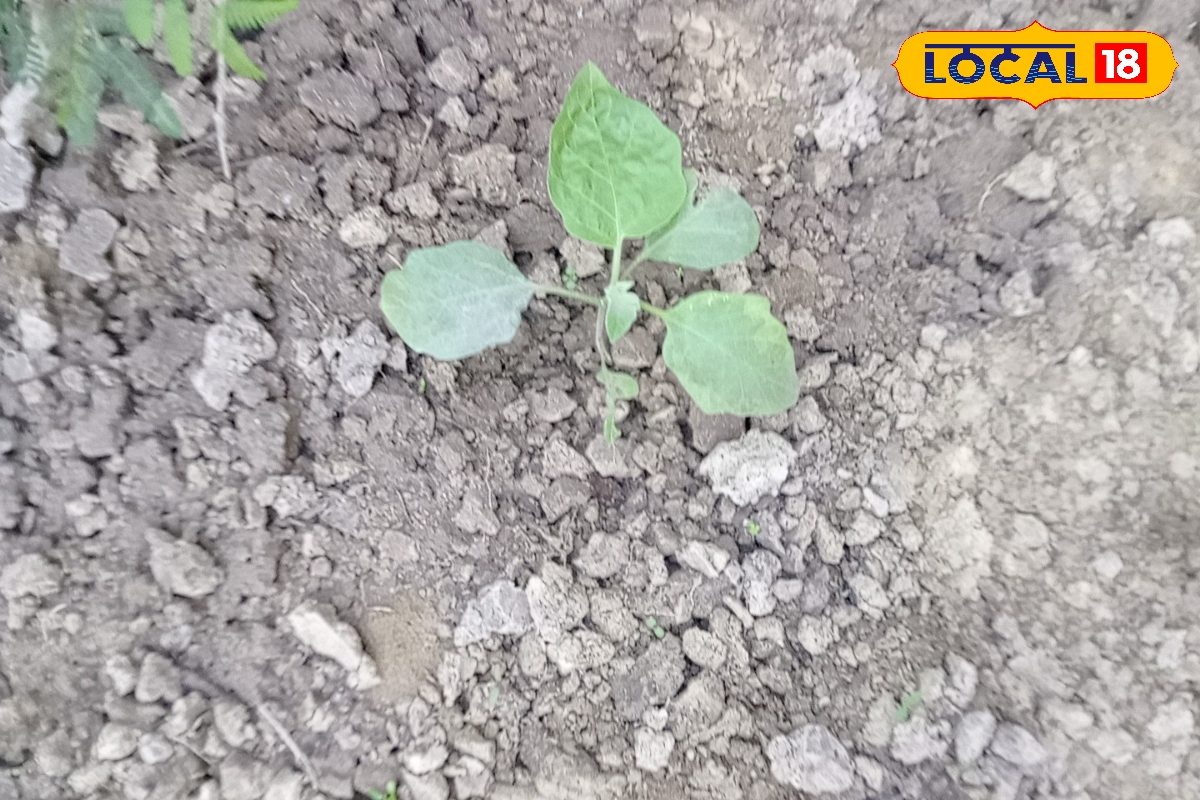 सुपर जुगाड़...₹200 किलो वाली खम्हौर मिथिला में होती है जमीन से 5 फीट अंदर