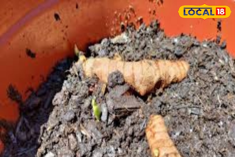 उस गमले में हल्दी को गाड़ दे ध्यान रहे हल्दी गाठ वाली होनी चाहिए 