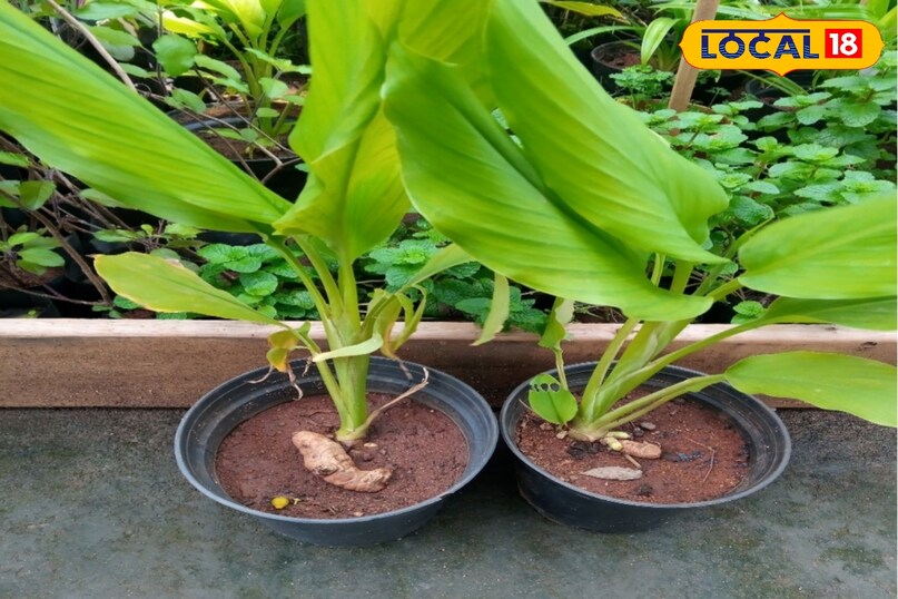 हल्दी का पौधा अच्छे से देखभाल करे।