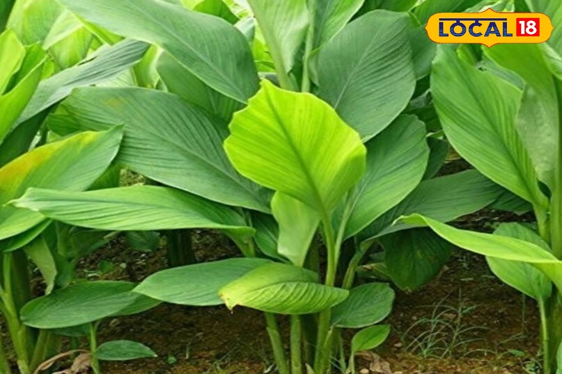 हल्दी का पौधा घर के छत पर गमले में ले जाना शुभ 