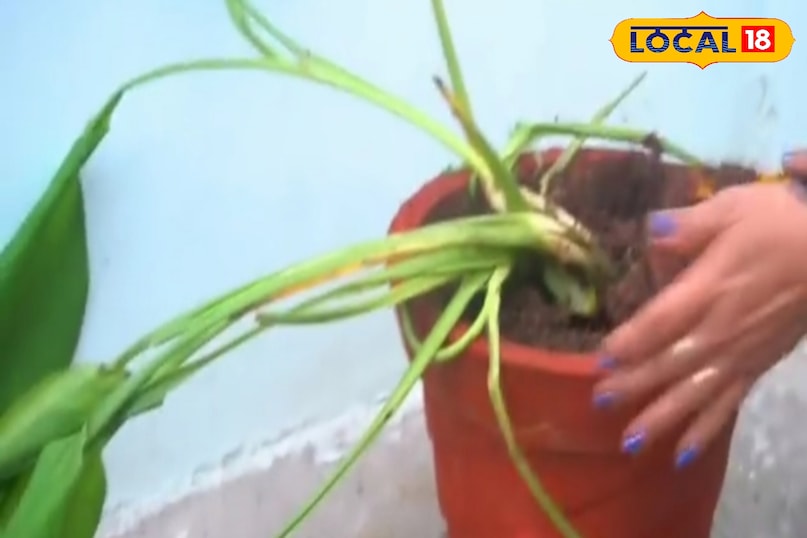 अब हर रोज गामाले में पानी डाला गया के लिए 