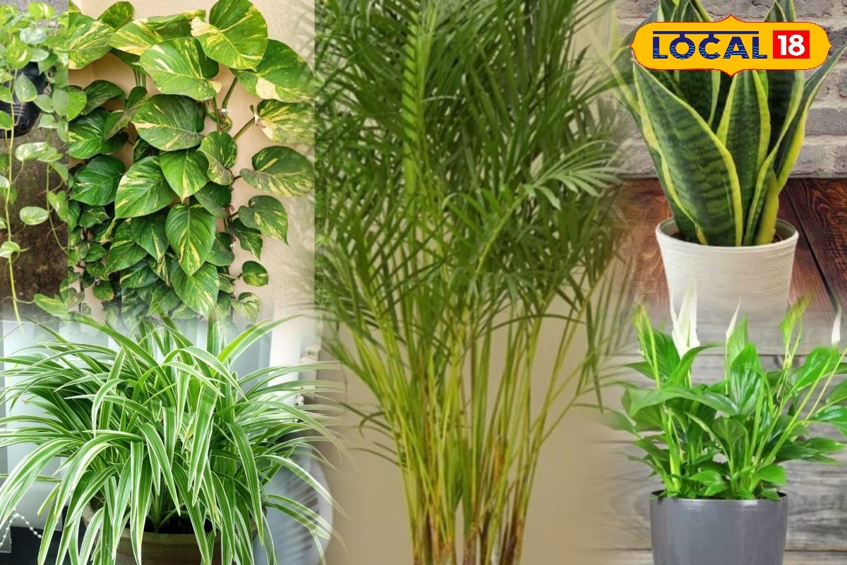 घर की सुंदरता को चौगुना करेंगे ये पांच इनडोर प्लांट्स, कम देखभाल की जरूरत