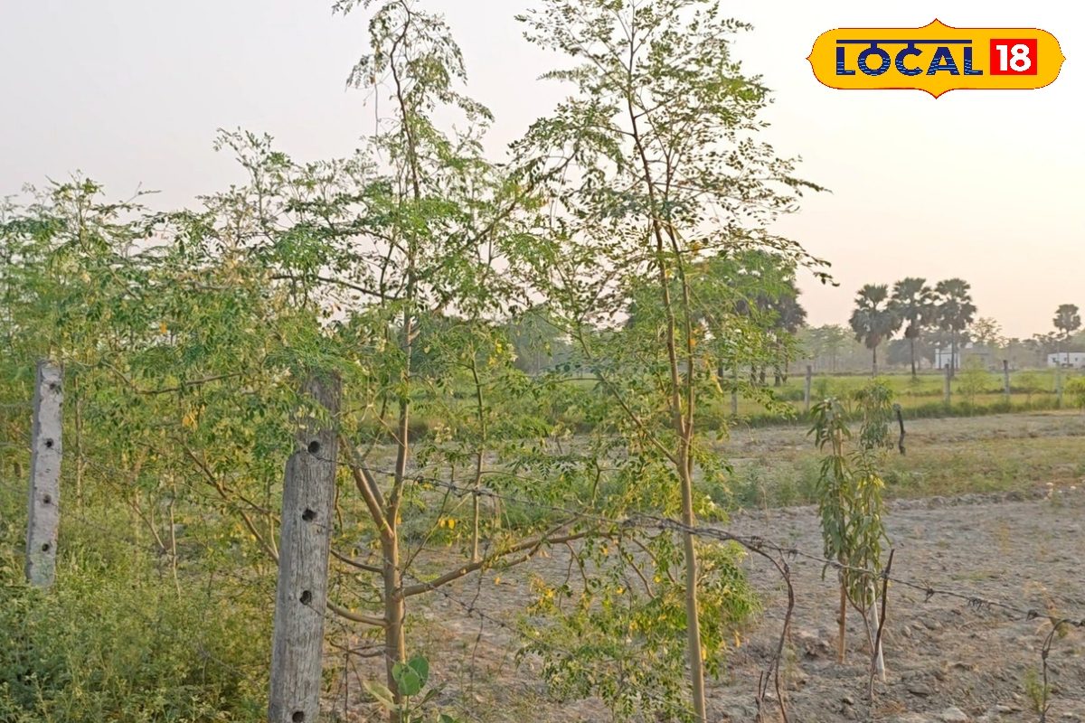 12 महीने इस पौधे में लगता है फल, सालाना हो सकती है 15 लाख तक की कमाई