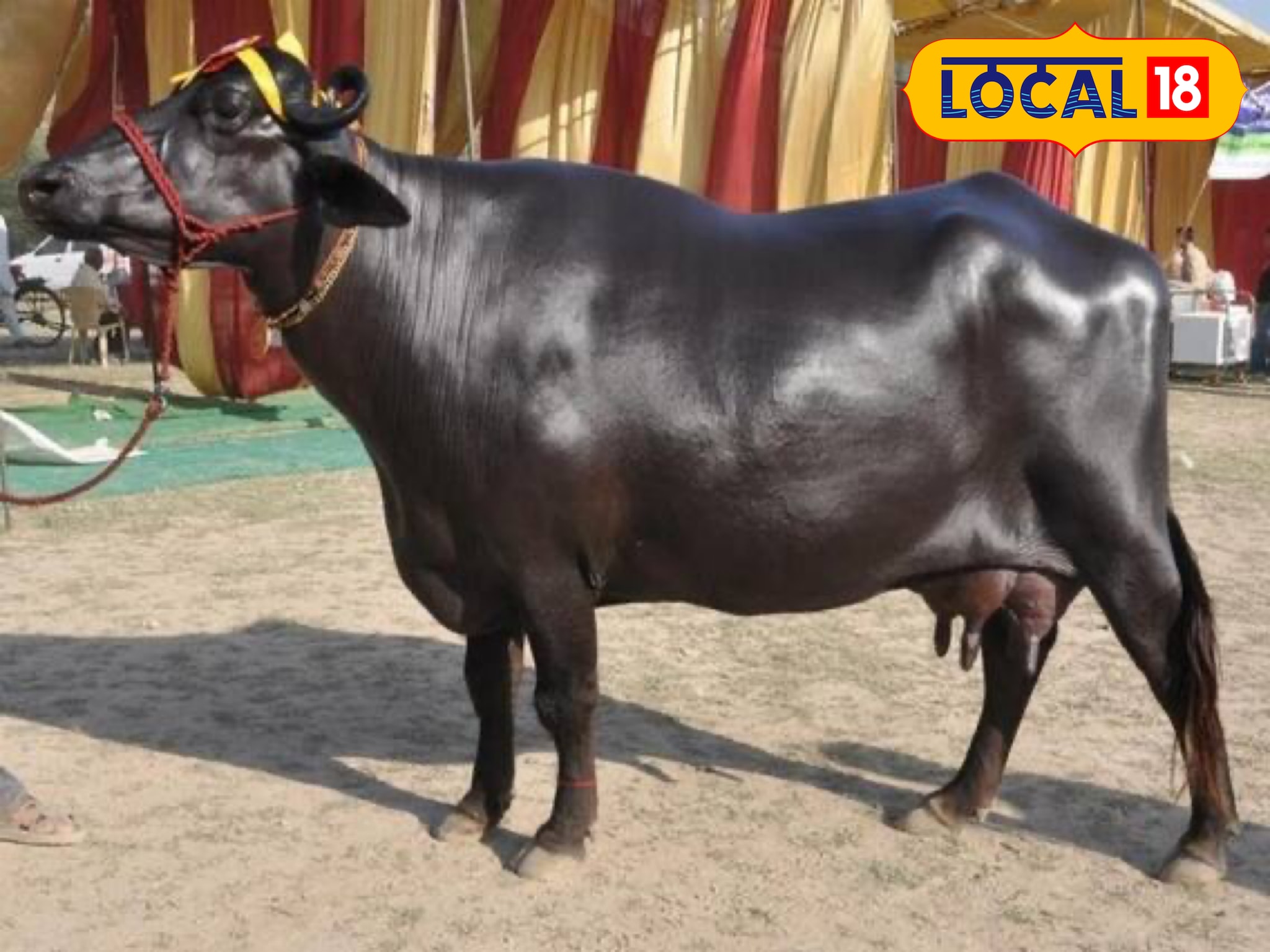 पशुपालकों के लिए खुशखबरी, दुधारू मवेशी की मौत पर सरकार देगी 60000 रुपये!