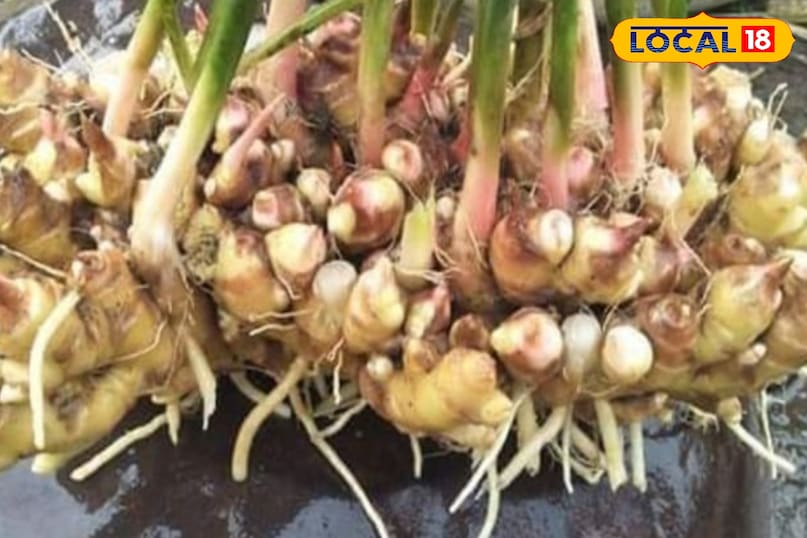 अनेक प्रकार से उपयोगी और कई लाभ