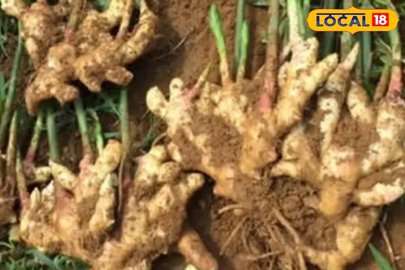 इन रोगों में लाभकारी 