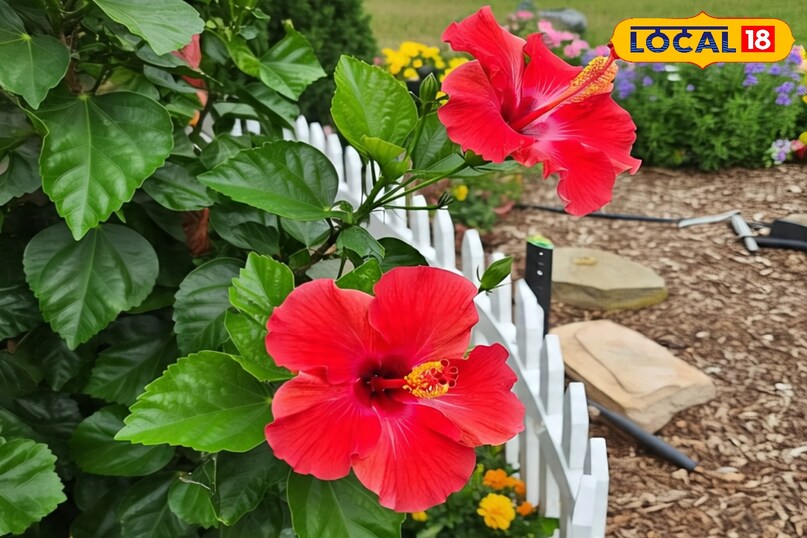 गुड़हल का पौधा कैसे उगाएं, सर्दियों में गुड़हल की देखभाल कैसे करें, गमले में गुड़हल का पौधा कैसे लगाएं, गुड़हल के पौधे को कहां लगाना चाहिए, गुड़हल का पौधा कब लगाएं, गुड़हल का पौधा कहां से खरीदें, लोकल 18, how to grow hibiscus plant, how to take care of hibiscus in winter, how to plant hibiscus plant in pot, where to plant hibiscus plant, when to plant hibiscus plant, where to buy hibiscus plant, local 18