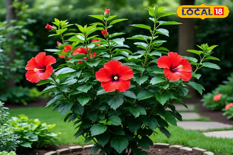 गुड़हल का पौधा कैसे उगाएं, सर्दियों में गुड़हल की देखभाल कैसे करें, गमले में गुड़हल का पौधा कैसे लगाएं, गुड़हल के पौधे को कहां लगाना चाहिए, गुड़हल का पौधा कब लगाएं, गुड़हल का पौधा कहां से खरीदें, लोकल 18, how to grow hibiscus plant, how to take care of hibiscus in winter, how to plant hibiscus plant in pot, where to plant hibiscus plant, when to plant hibiscus plant, where to buy hibiscus plant, local 18