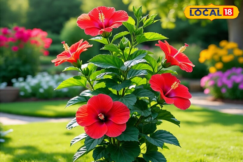 गुड़हल का पौधा कैसे उगाएं, सर्दियों में गुड़हल की देखभाल कैसे करें, गमले में गुड़हल का पौधा कैसे लगाएं, गुड़हल के पौधे को कहां लगाना चाहिए, गुड़हल का पौधा कब लगाएं, गुड़हल का पौधा कहां से खरीदें, लोकल 18, how to grow hibiscus plant, how to take care of hibiscus in winter, how to plant hibiscus plant in pot, where to plant hibiscus plant, when to plant hibiscus plant, where to buy hibiscus plant, local 18