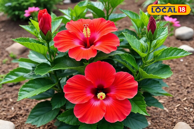 गुड़हल का पौधा कैसे उगाएं, सर्दियों में गुड़हल की देखभाल कैसे करें, गमले में गुड़हल का पौधा कैसे लगाएं, गुड़हल के पौधे को कहां लगाना चाहिए, गुड़हल का पौधा कब लगाएं, गुड़हल का पौधा कहां से खरीदें, लोकल 18, how to grow hibiscus plant, how to take care of hibiscus in winter, how to plant hibiscus plant in pot, where to plant hibiscus plant, when to plant hibiscus plant, where to buy hibiscus plant, local 18