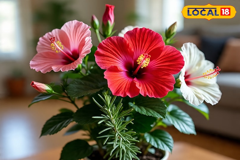 गुड़हल का पौधा कैसे उगाएं, सर्दियों में गुड़हल की देखभाल कैसे करें, गमले में गुड़हल का पौधा कैसे लगाएं, गुड़हल के पौधे को कहां लगाना चाहिए, गुड़हल का पौधा कब लगाएं, गुड़हल का पौधा कहां से खरीदें, लोकल 18, how to grow hibiscus plant, how to take care of hibiscus in winter, how to plant hibiscus plant in pot, where to plant hibiscus plant, when to plant hibiscus plant, where to buy hibiscus plant, local 18