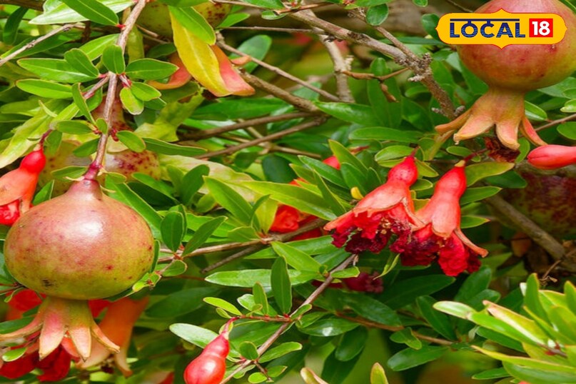 त्वचा को ग्लोइंग और जवां