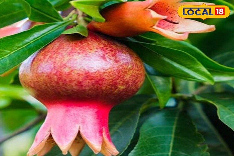 रोजाना एक अनार, दीर्घकालिक लाभ