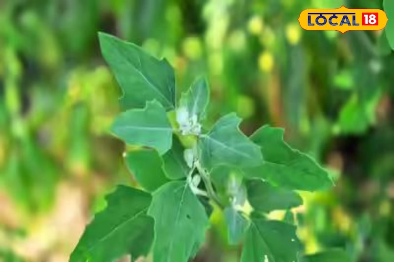 बथुआ का साग 