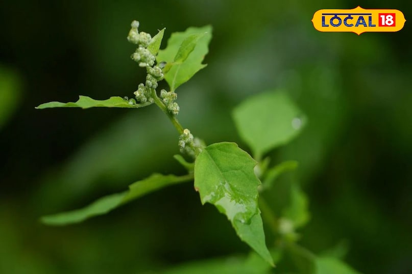 बथुआ का साग 