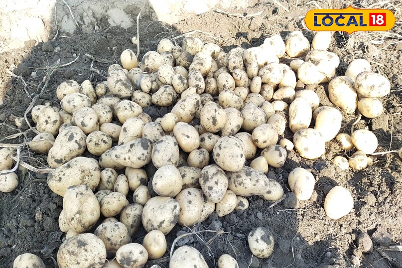 आलू की फसल की देखभाल कैसे करें, बुवाई के 1 महीने बाद आलू की फसल की देखभाल कैसे करें, आलू की फसल से ज्यादा उत्पादन कैसे लें, आलू की फसल को झुलसा रोग से कैसे बचाएं, लोकल 18, How to take care of potato crop, how to take care of potato crop after 1 month of sowing, how to get more production from potato crop, how to protect potato crop from blight disease, Local 18