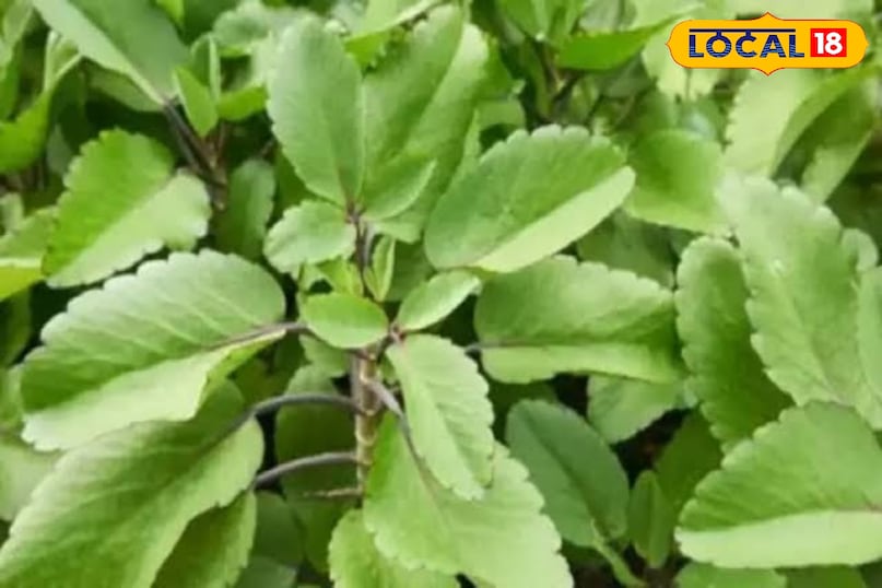 पत्थरचट्टा