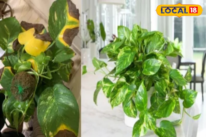 ठंड में सभी पेड़ पौधे सिकुड़ने लगता हैं यहां तक की मनी प्लांट भी ठंड में सभी पेड़ पौधे सिकुड़ने लगता हैं यहां तक की मनी प्लांट भी