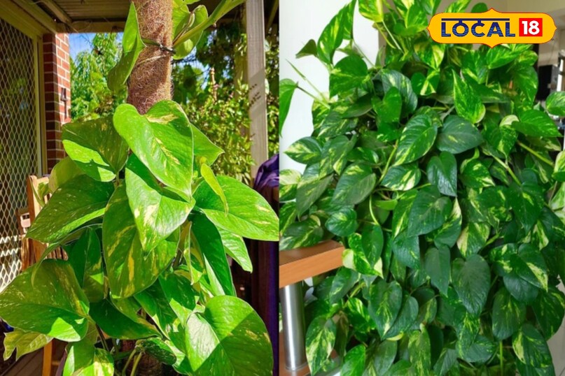 मनी प्लांट मे सिद्धि धुप ना पड़े मनी प्लांट मे सिद्धि धुप ना पड़े