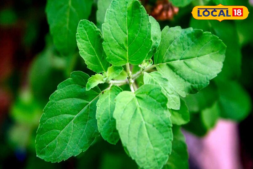 Strengthens immunity