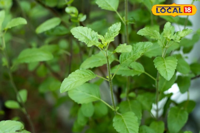 Tulsi medicinal plant 
