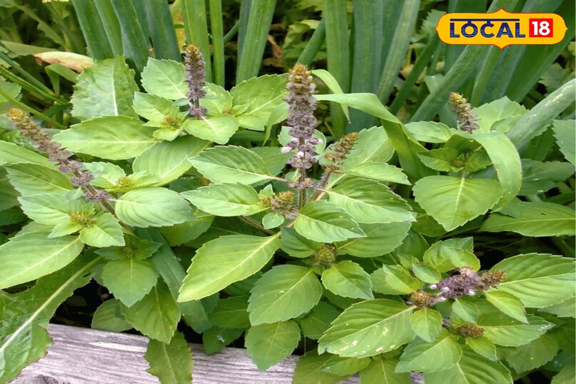 Strengthen the digestive system