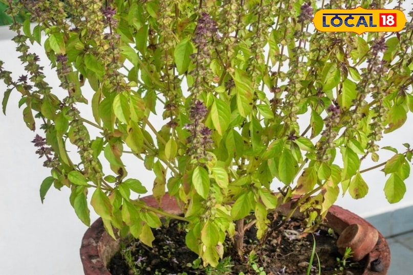 A natural shield for overall health