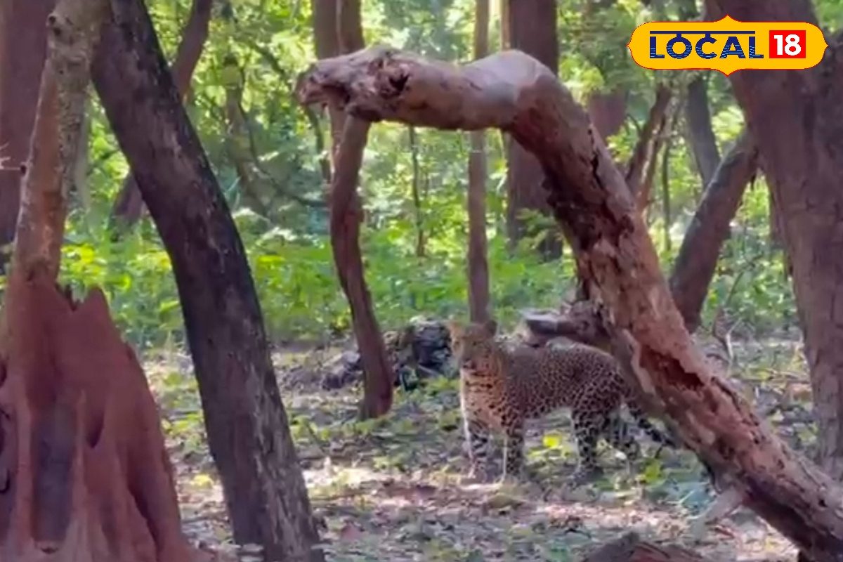 VTR में पर्यटकों के बेहद करीब पहुंचा तेंदुआ, थम गई सब की सांसें, Video