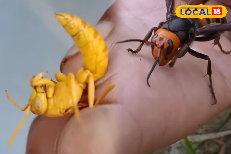 पाली पाली