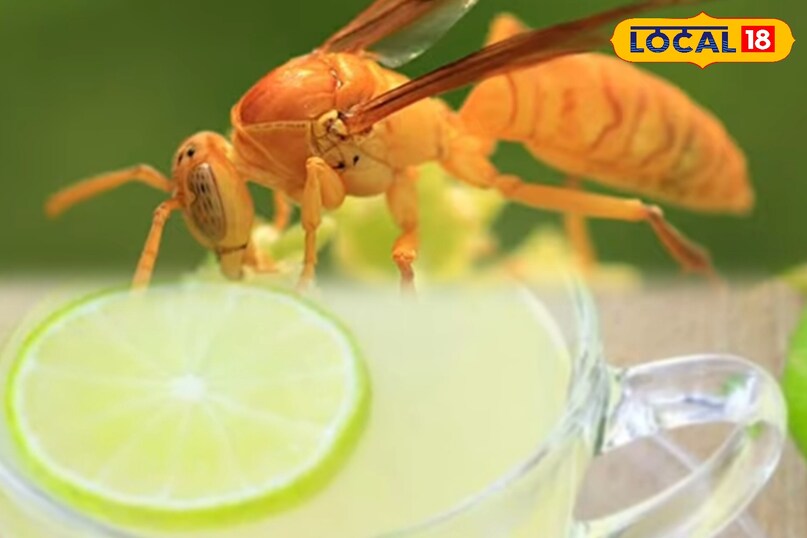 पाली पाली