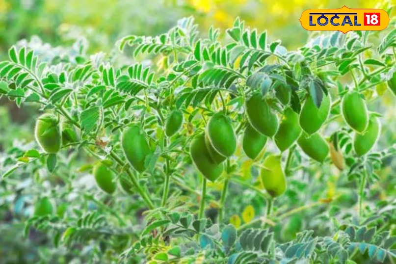 चना का साग 