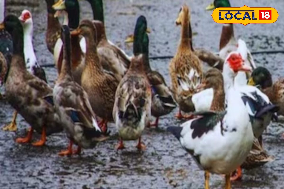 पाल लें बत्तख की यह नस्ल, एक साल में 300 अंडे, इतने पीस से ही बन जाएंगे लखपति