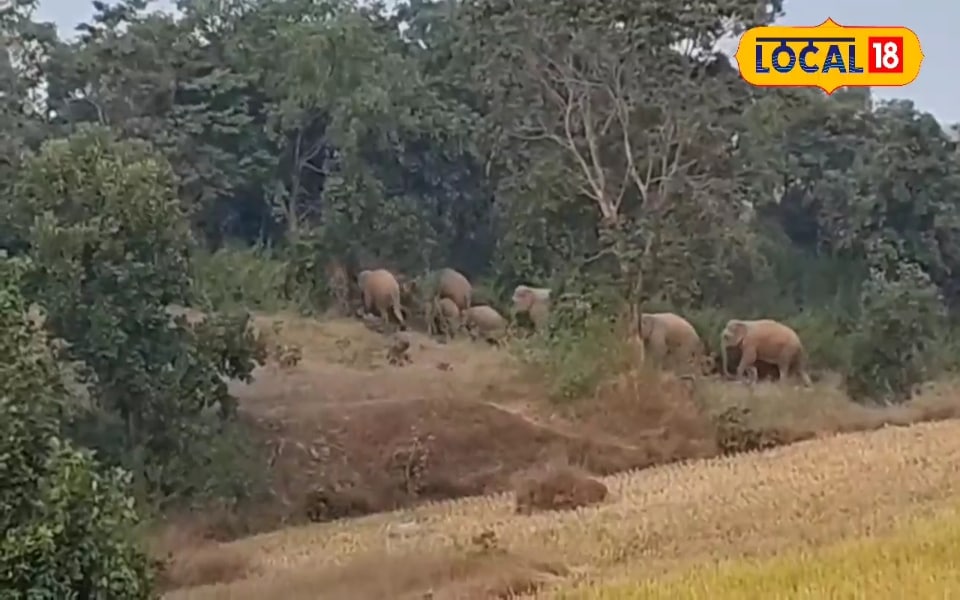 वॉक पर निकला 26 हाथियों का झुंड,भटक गईं रास्ता,खूब मचाई उत्पात