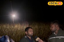 रायगढ़ में जंगली सुअरों से किसान परेशान, फसलों को बचाने कर रहे देसी जुगाड़