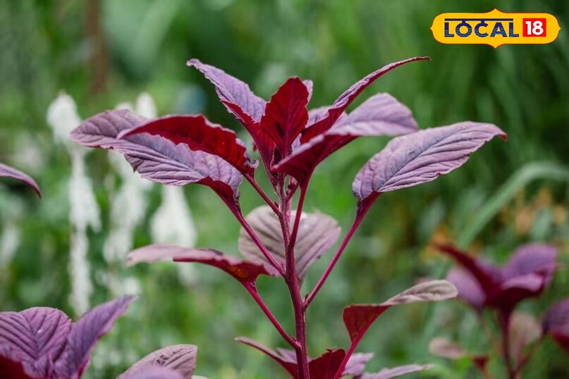 चौराई का साग चौराई का साग