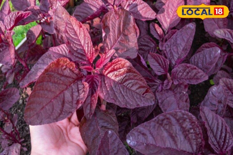 चौराई का साग चौराई का साग