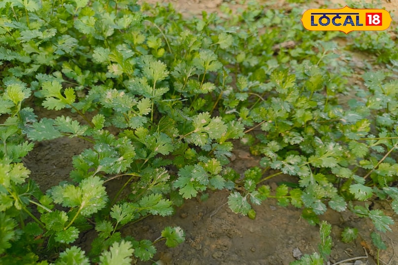 हरी धनिया हरी धनिया