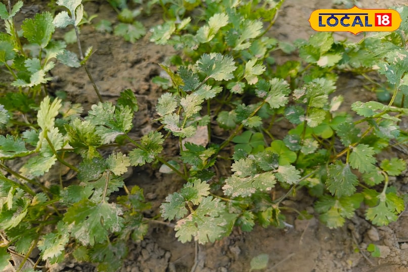 हरी धनिया हरी धनिया