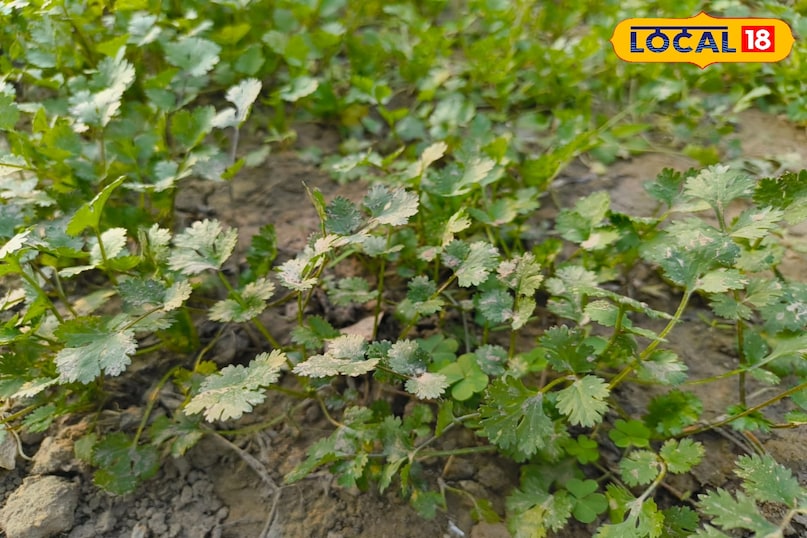 हरी धनिया हरी धनिया