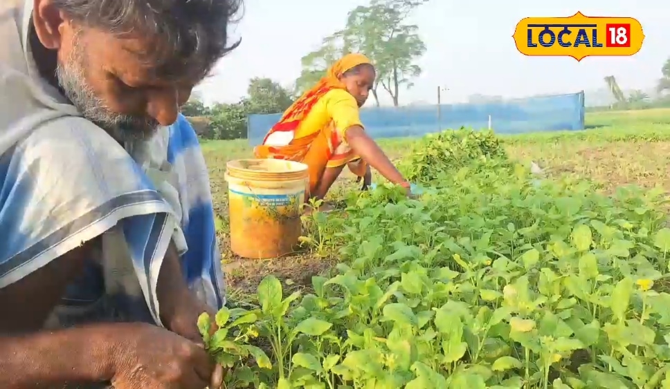 30 दिन में बनना है लखपति, किसान एक एकड़ लगा दें ये फसल