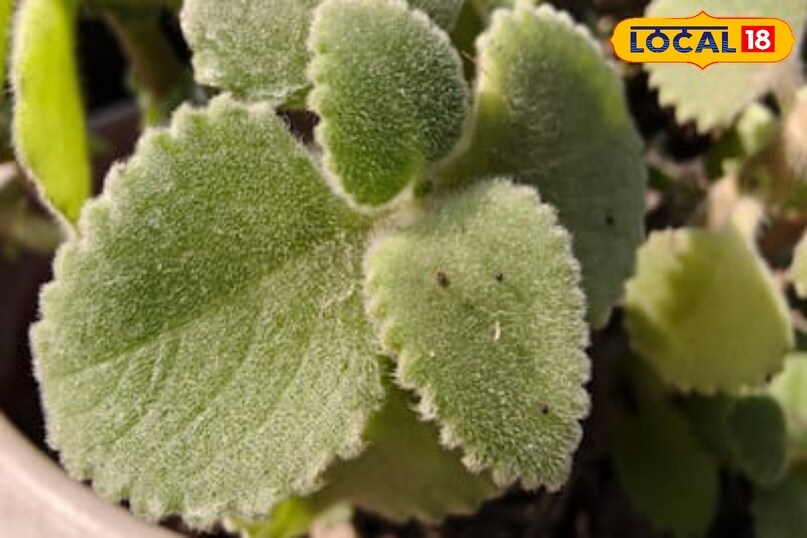 Moradabad news,hindi news,local news,up news, मुरादाबाद समाचार, हिंदी समाचार, लोकल समाचार, यूपी समाचार।